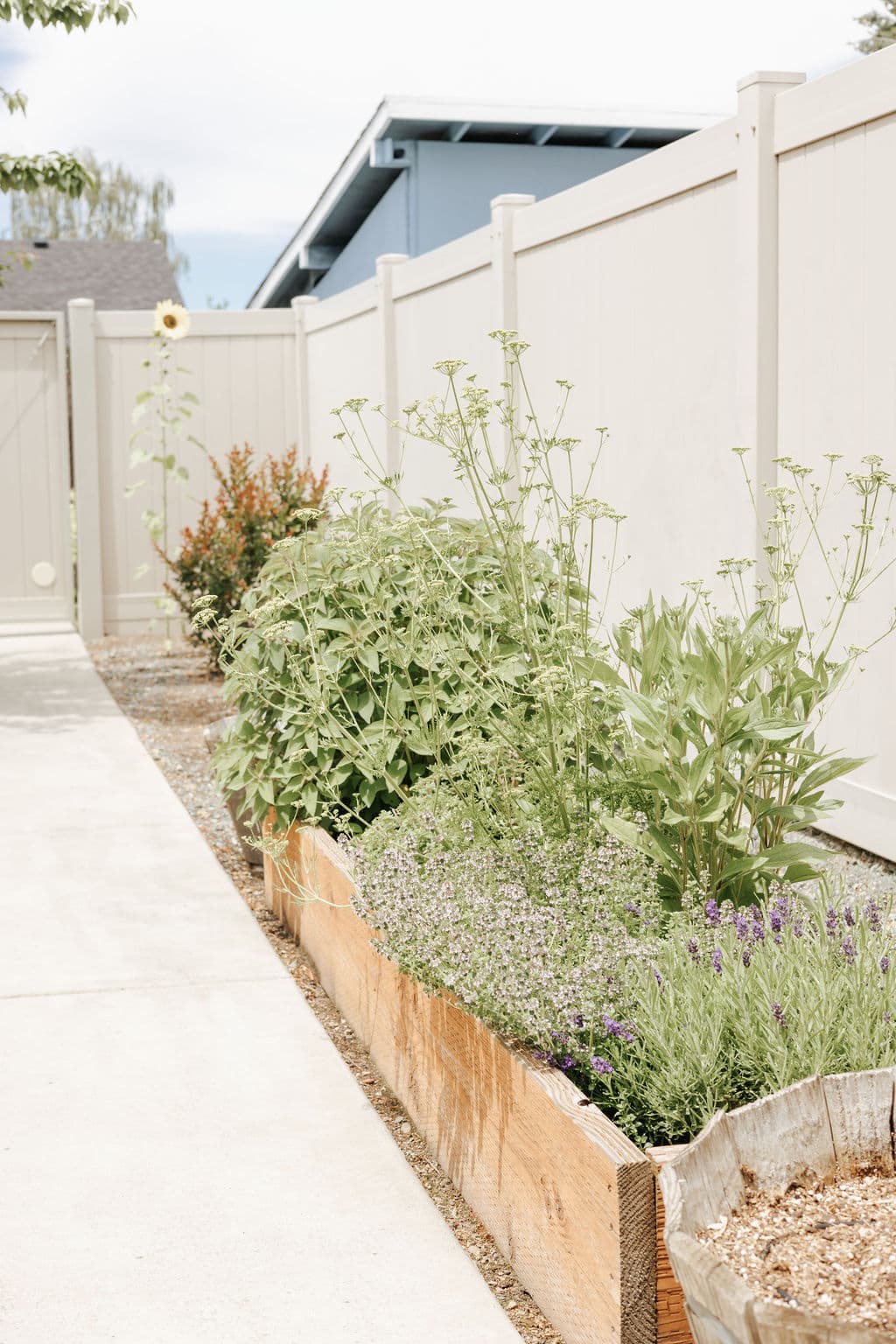 Lavender and leafy plants filling a raised wooden garden bed beside a walkway in the fenced yard at Redwood Park