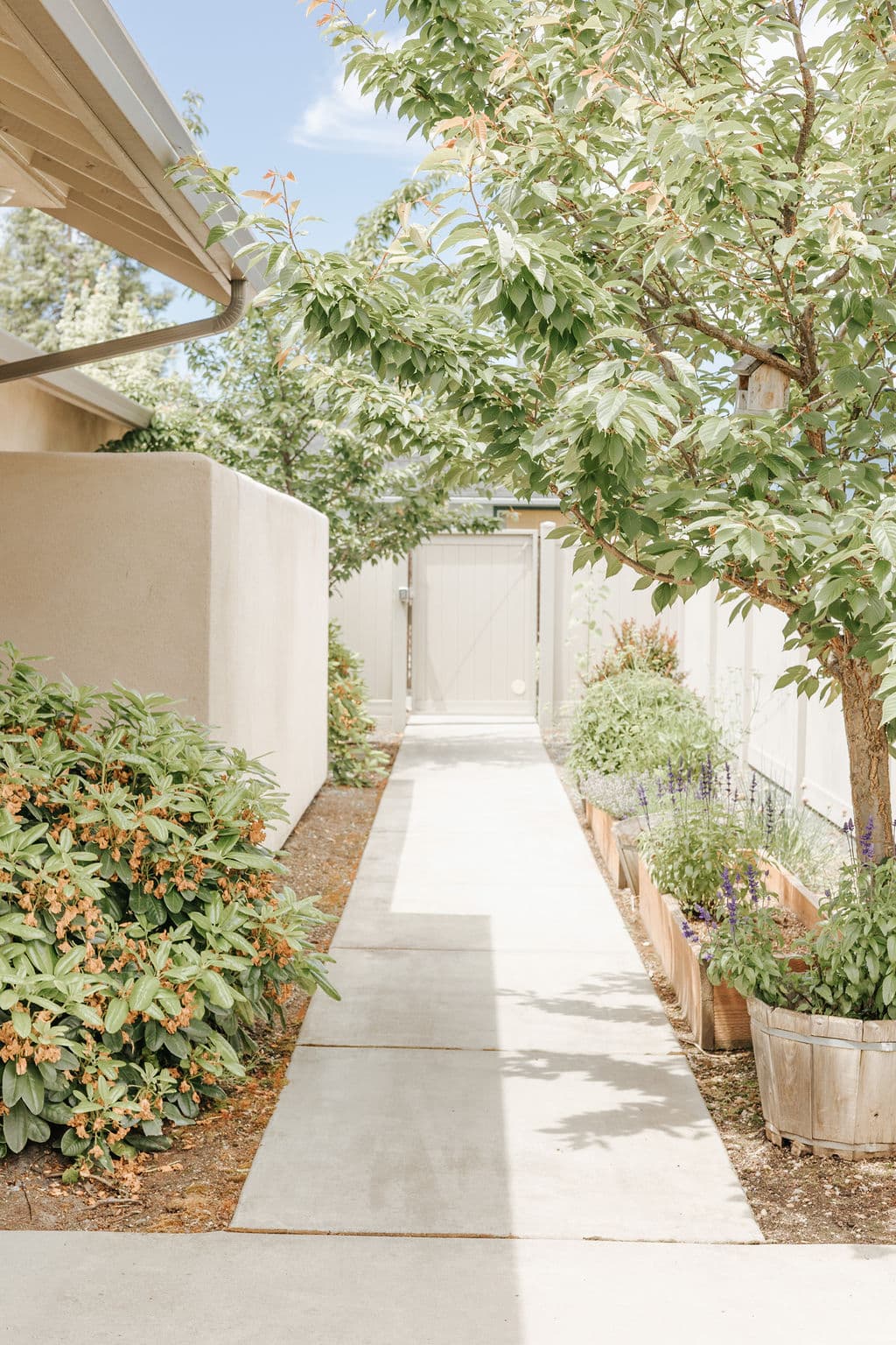 A garden walk at Redwood Park between lavender beds and a flowering tree, ending at a closed gate in the fence